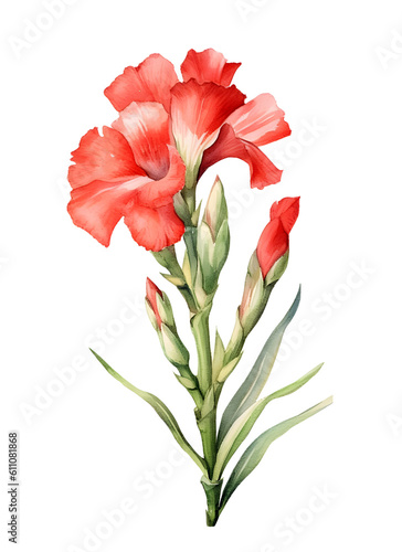 Watercolor Gladiolus png