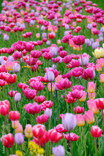 Clearing with colorful tulips.Floral summer background.