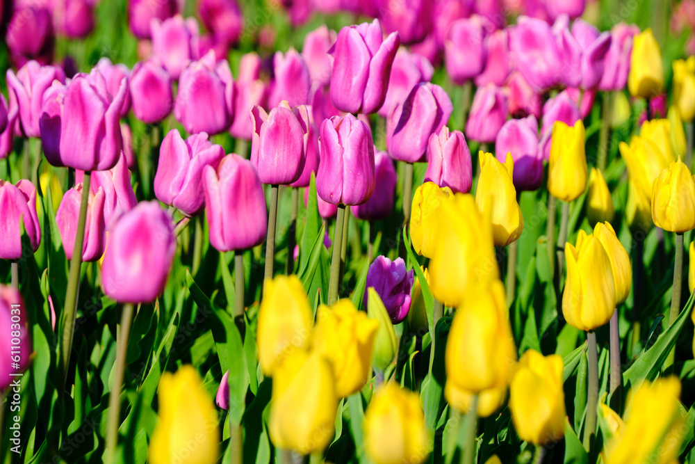Floral background with pink and yellow tulips. Floral background with pink and yellow tulips.