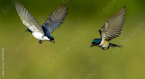 beautiful blue birds flying in the amazon