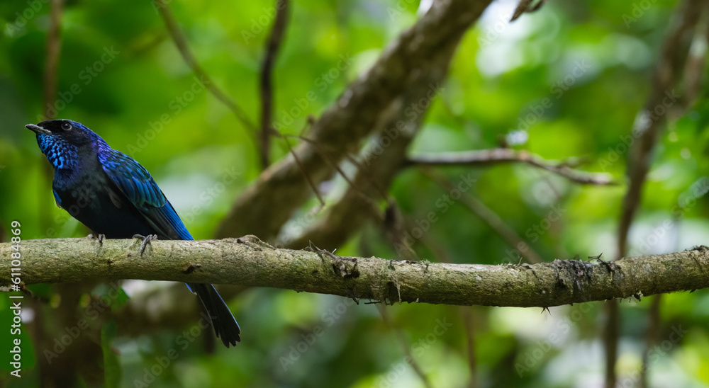 Obraz premium beautiful blue bird unique in the amazon in nature