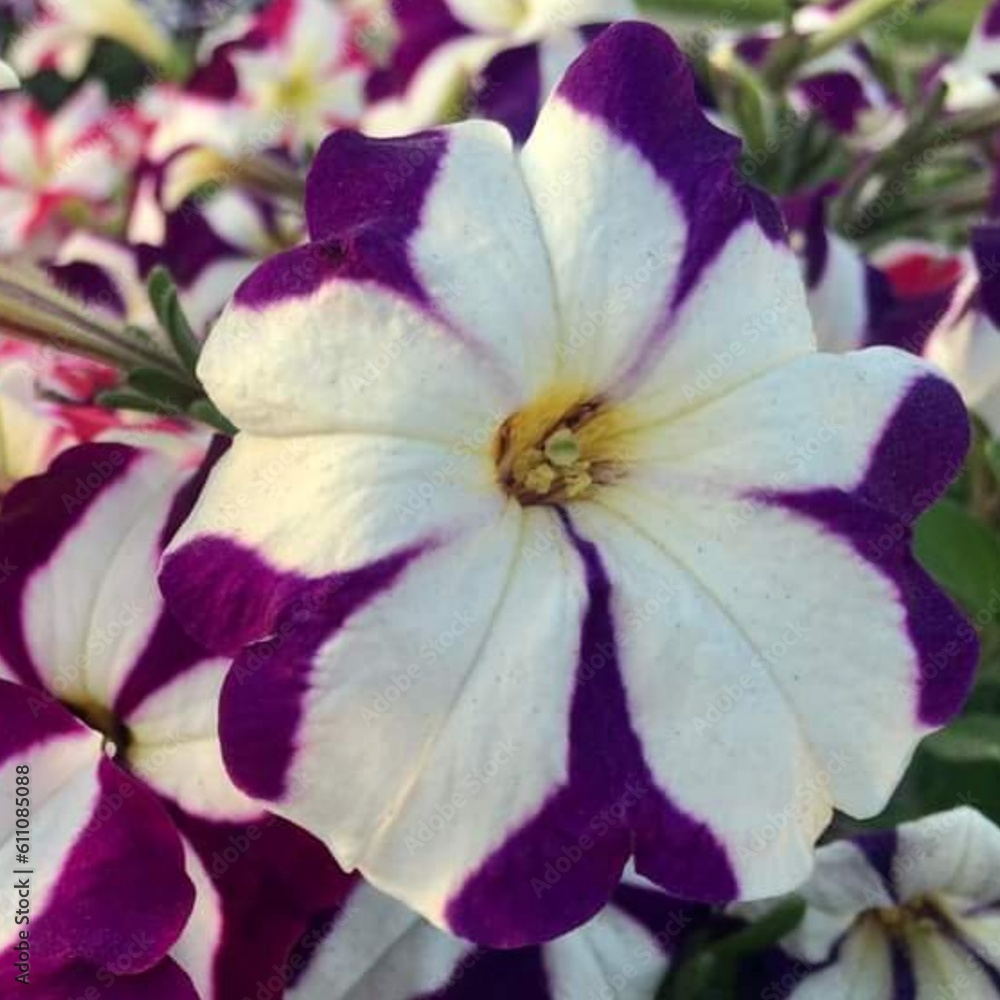 Beautiful blooming flower in garden Beautiful blooming flower in garden