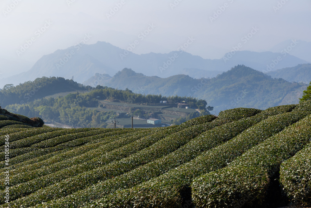 Fresh green tea field in Shizhuo Trails at Alishan of Taiwan