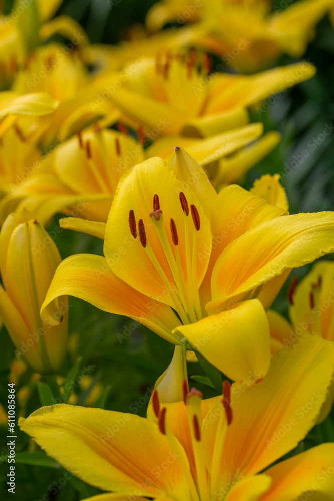 Blooming yellow lilies in a summer sunset light macro photography. Garden lily flowers with bright orange petals in summertime, close-up photography. Large flowers in sunny day floral background. Blooming yellow lilies in a summer sunset light macro photography. Garden lily flowers with bright orange petals in summertime, close-up photography. Large flowers in sunny day floral background.