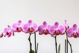 Flowers of purple phalaenopsis on a white background. Copy space. Generative AI