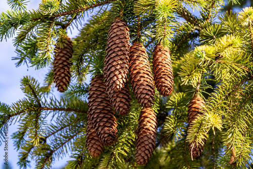 Pine tree branch with cones close up