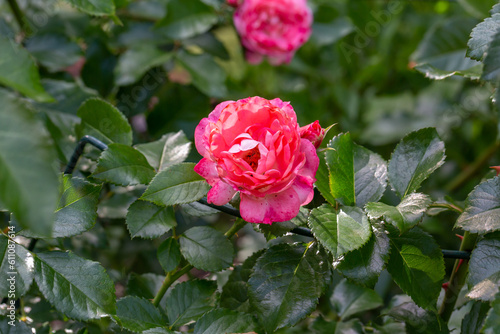 Blooming pink rose flower macro photography on a sunny summer day. Garden rose with pink petals close-up photo in the summertime. Tender rosa floral background.