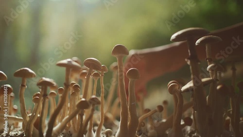 person hand harvesting psychedelic psilocybin mushrooms homemade or laboratory photo