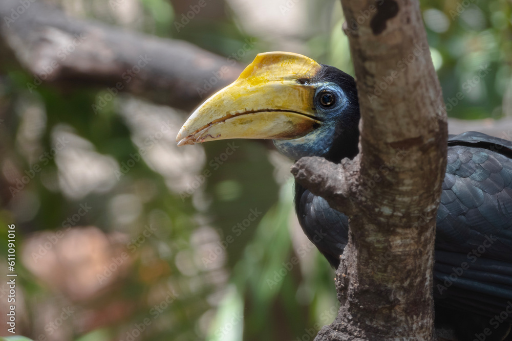 Fototapeta premium Yellow Billed Hornbill