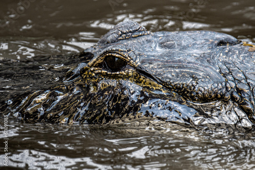 Alligator Eye , Alligator in dark water 