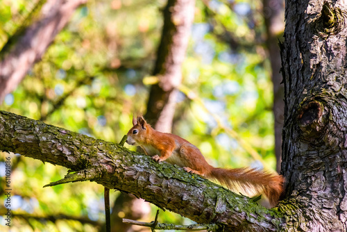 cute young squirrel portrait on tree at park, wildlife