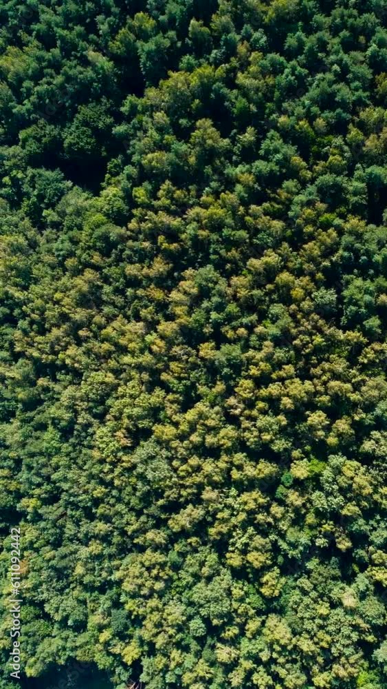 big forest with green trees at summer, Ukraine, aerial drone view big forest with green trees at summer, Ukraine, aerial drone view