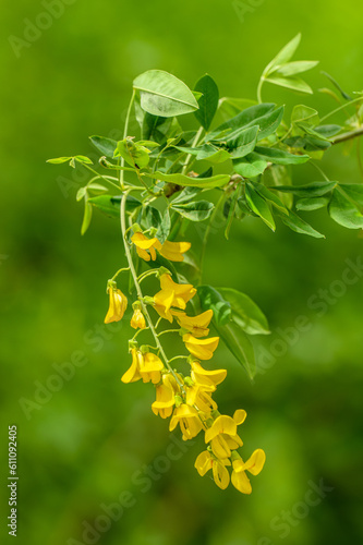 Fotografie yellow inflorescence of Scotch laburnum (Laburnum alpinum) aka Scottish or alpin