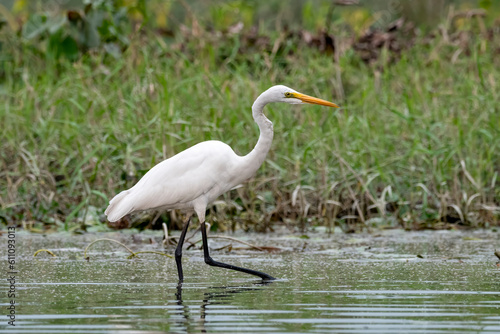 Intermediate egret or Ardea intermedia observed in Gajoldaba in West Bengal
