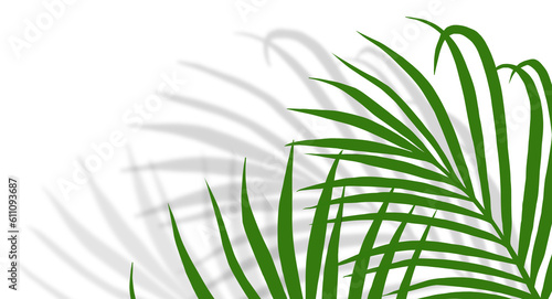Palm Leaves with Transparent shadow effects, Tropical  Coconut leaf with blurry shadow overlay
