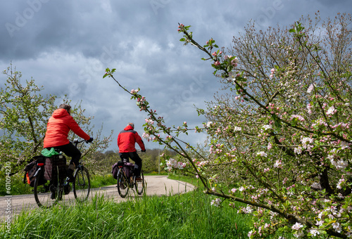 couple on bicycle passes flowering apple trees on dike in holland under grey and cloudy spring sky photo