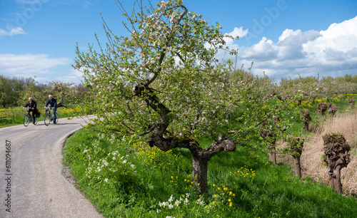 couple on bicycle passes flowering apple trees on dike in holland under blue spring sky
