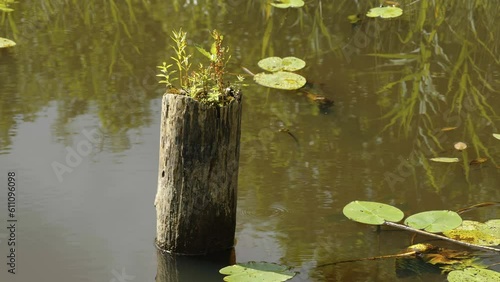 A log with the growing grass in the water along with the water lilies on the pond in Estonia