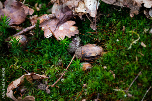 acorn on a leaf