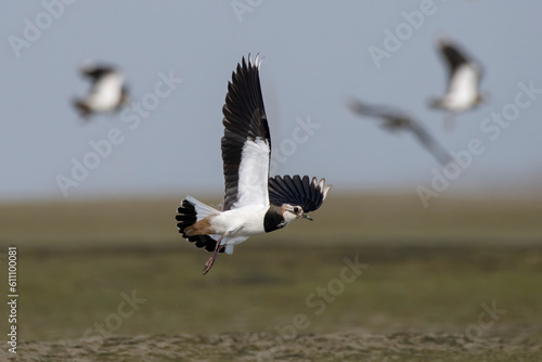 Tableau sur toile Northern lapwing or Vanellus vanellus observed in Gajoldaba, West Bengal, India