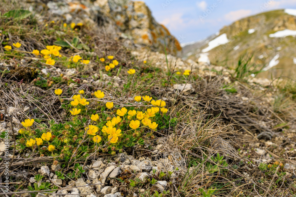 Obraz premium Wild wildflowers in the mountains in early spring. Background with selective focus and copy space