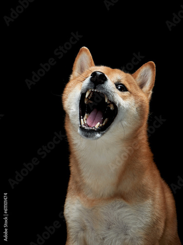 funny dog snarls on a black background. Shiba Inu is worth a muzzle in studio 