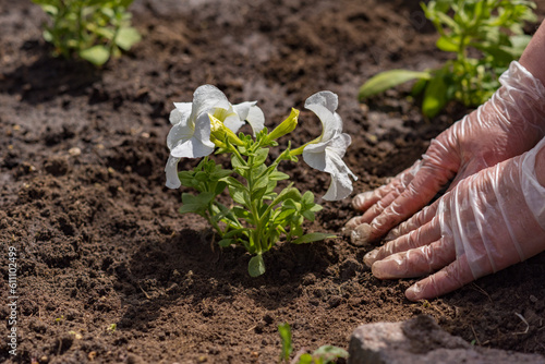 gardener planting white petunia flowers