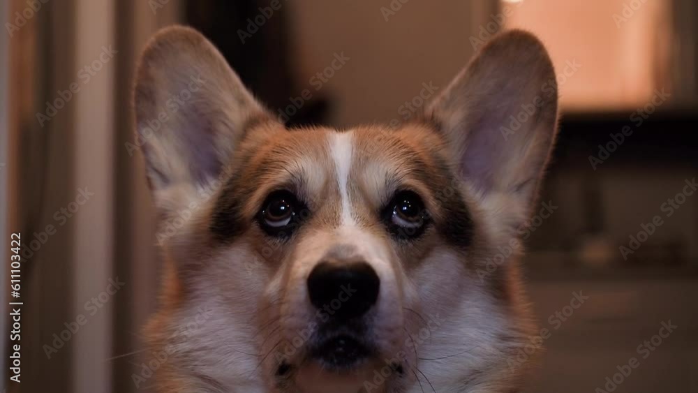 Close-up of a corgi's head, the dog is attentively following something Close-up of a corgi's head, the dog is attentively following something