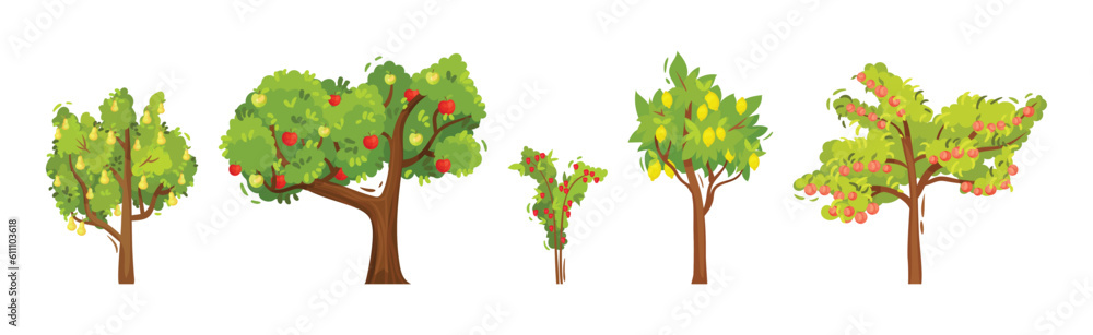 Fruit and Berry Tree and Bush with Green Crown and Trunk Vector Set
