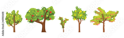 Fruit and Berry Tree and Bush with Green Crown and Trunk Vector Set