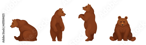 Large Brown Bear in Different Pose Vector Set