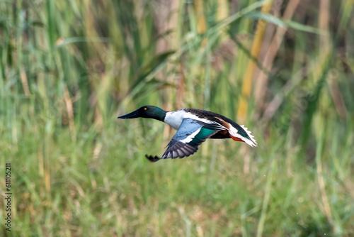 Northern shoveler or Spatula clypeata observed in Gajoldaba, West Bengal, India photo