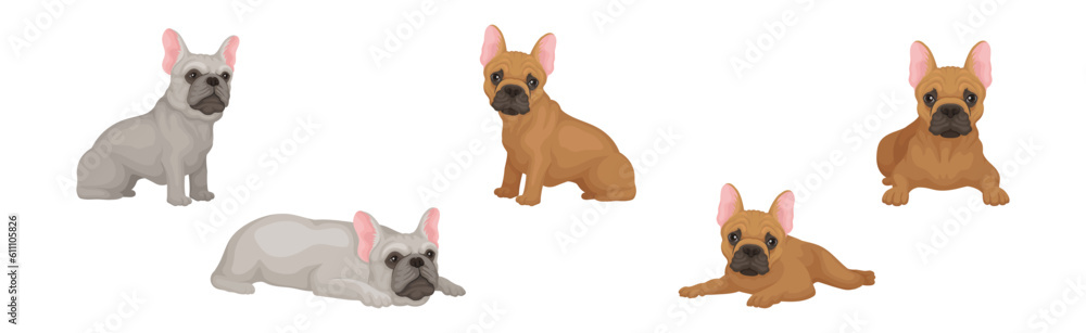 French Bulldog Breed in Different Poses Vector Set