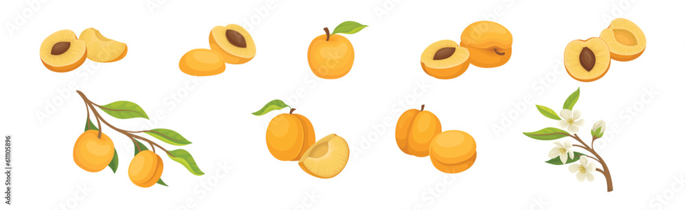 Apricot Ripe Fruit with Sweet Taste Vector Set Apricot Ripe Fruit with Sweet Taste Vector Set