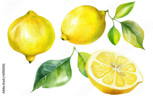 set vector watercolor illustration of ripe lime isolated on white background