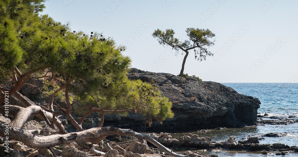 A lonely pine tree on the rocks of a rocky shore by the sea.