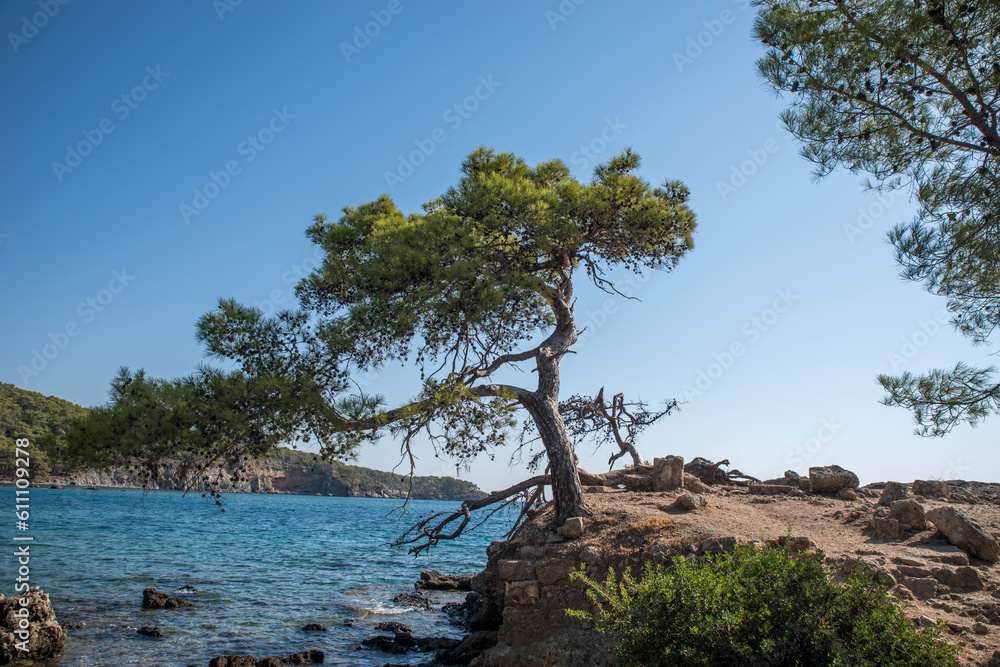 A lonely pine tree on the rocks of a rocky shore by the sea. A lonely pine tree on the rocks of a rocky shore by the sea.