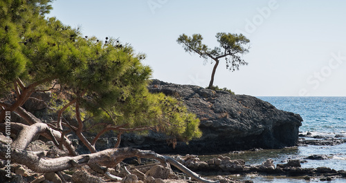 A lonely pine tree on the rocks of a rocky shore by the sea.