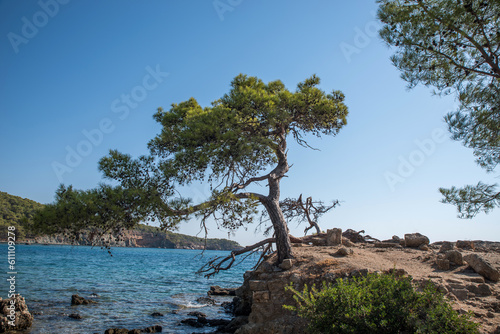 A lonely pine tree on the rocks of a rocky shore by the sea.