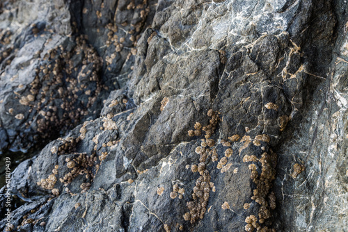 The texture of the rock with sea shell growths. Selective focus.