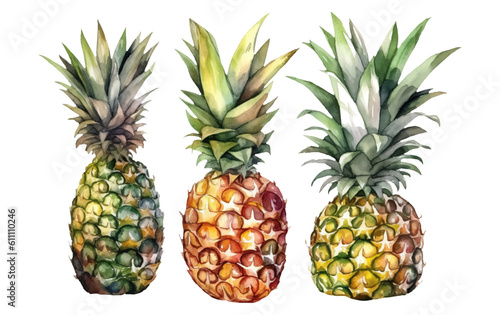 set vector waterolor illustration of ripe pineapple isolated on white background