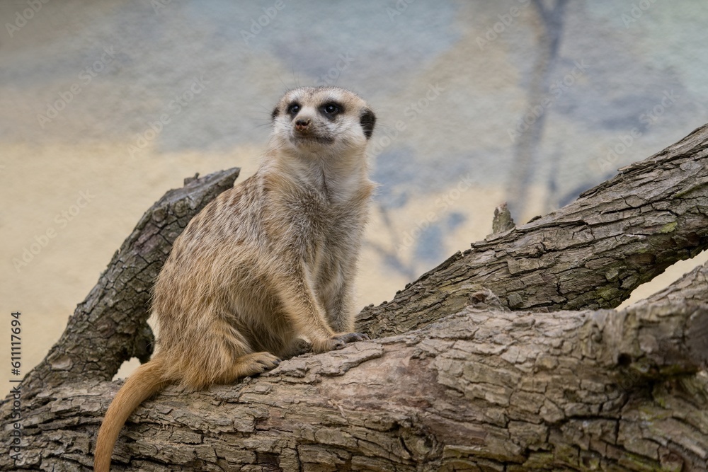 Fototapeta premium meerkat on guard