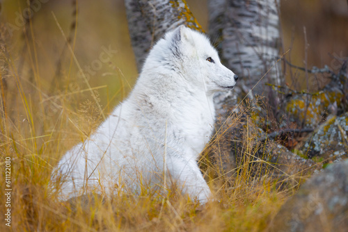 Beautiful white arctic fox in the forest