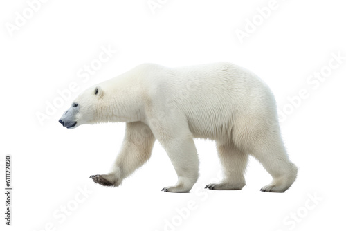  a majestic Polar bear in motion full body image   Wildlife-themed  photorealistic illustrations in a PNG  cutout  and isolated. Generative AI