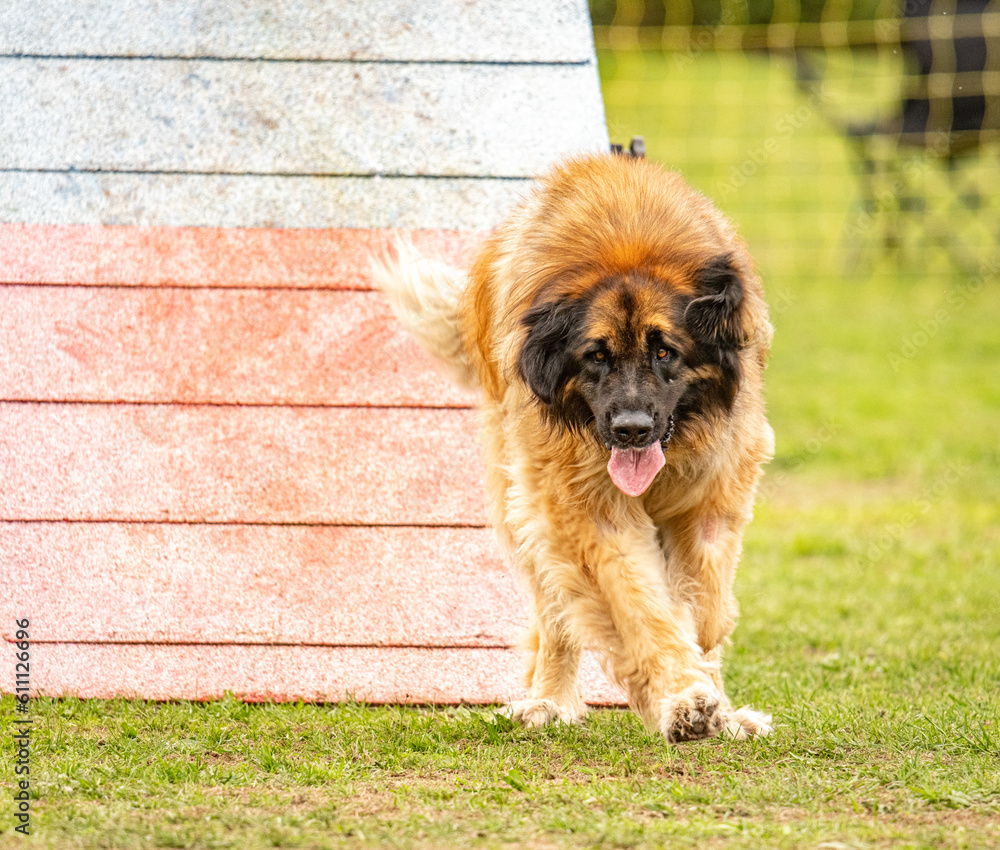 Fototapeta premium a big and cute leonberg does agility