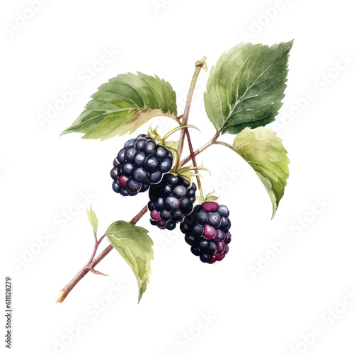 watercolor Blackberries and bramble, in illustrated-themed, photorealistic illustrations in a PNG, cutout, and isolated. Generative AI
