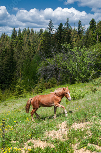 A horse on a mountain meadow