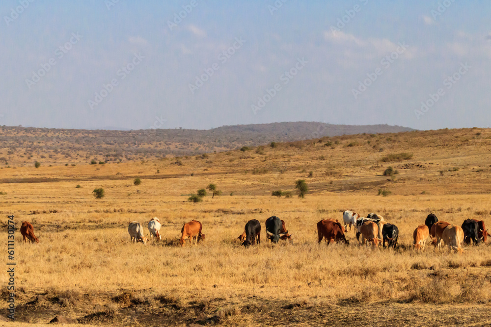 Herd of zebu cattles on a pasture in Tanzania