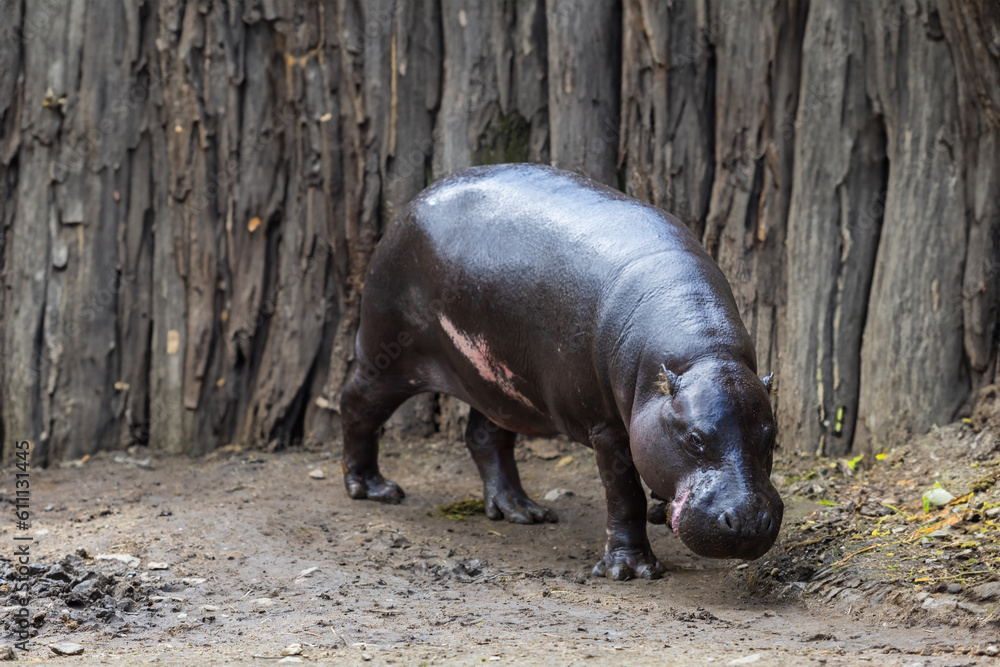 Choeropsis liberiensis - Liberian hippopotamus in a wooden corral in sunny weather. Choeropsis liberiensis - Liberian hippopotamus in a wooden corral in sunny weather.
