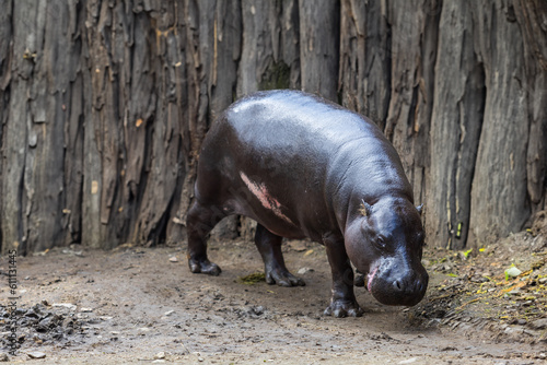 Choeropsis liberiensis - Liberian hippopotamus in a wooden corral in sunny weather.